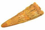 Fossil Pterosaur (Siroccopteryx) Tooth - Morocco #297021-1